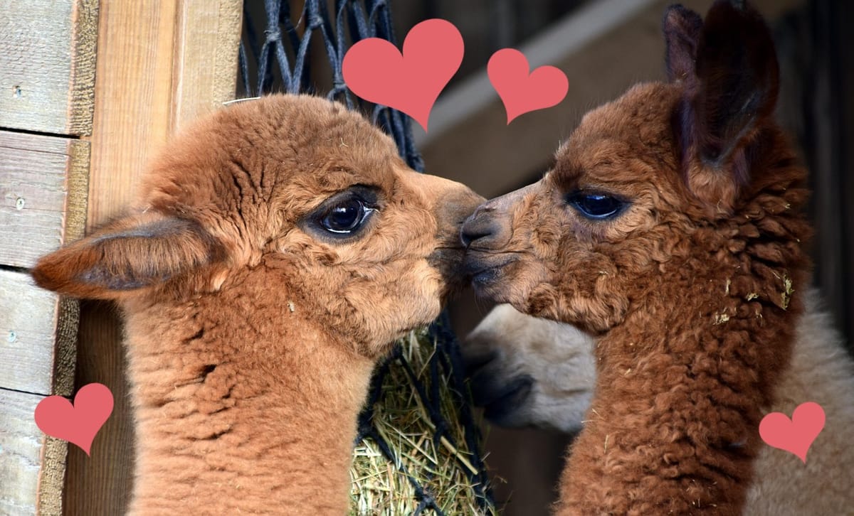 📣 Spinners Flock Newsletter — February 2026